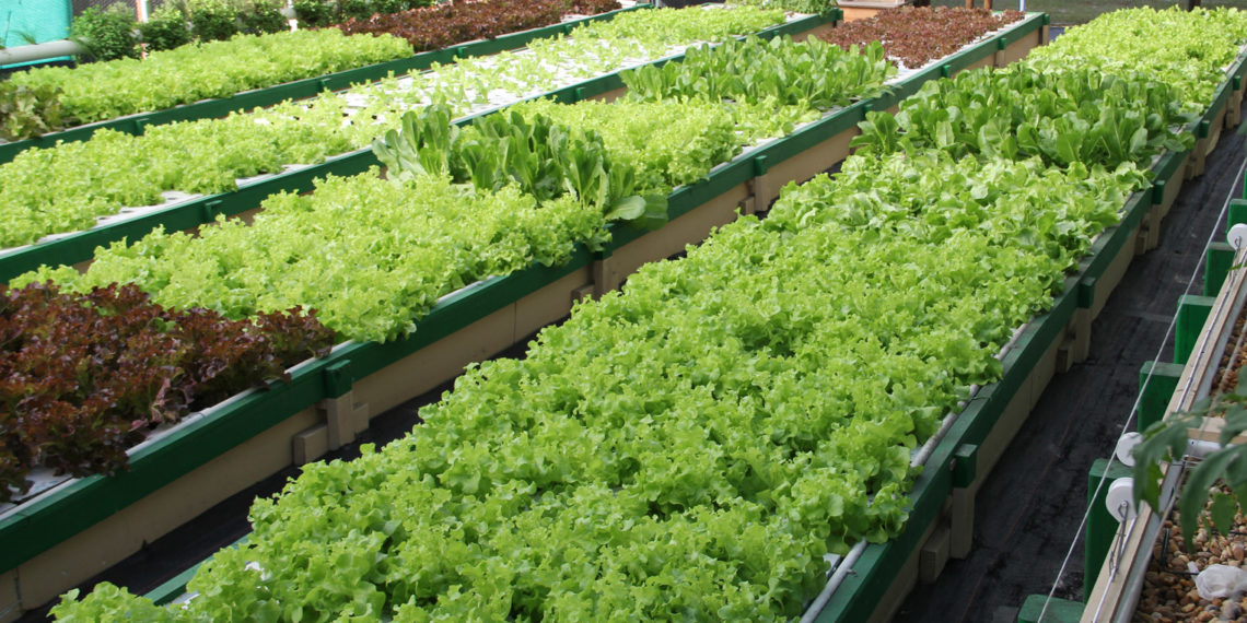 Pengurus PPAL dan PP Kowal Mengikuti Penyuluhan Aquaponic