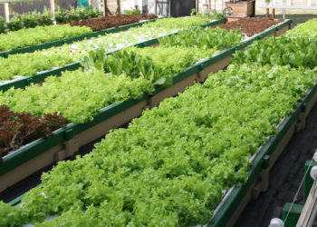 Pengurus PPAL dan PP Kowal Mengikuti Penyuluhan Aquaponic